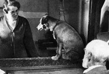 但愿你我都不是巴甫洛夫的狗-醒知行悟