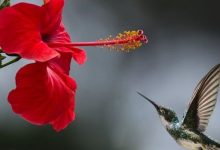 有一种坑叫蜜罐坑-醒知行悟